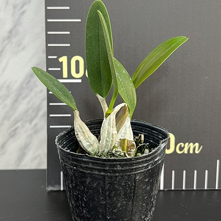 175705882145-Den.%20lindleyi%20%C3%97%20sib%20%E6%A4%8D%E6%A0%AA2.5''1.jpg