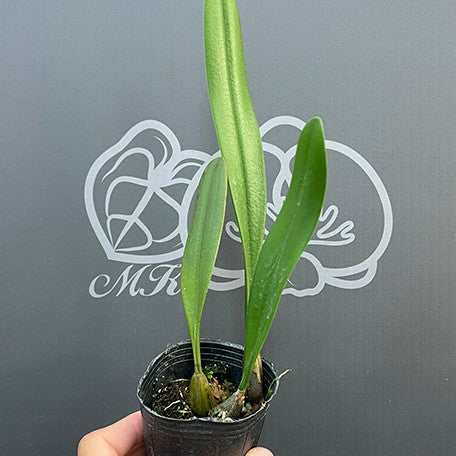 175705995686-Bulb.%20medusae%20%C3%97%20sib%20%E6%A4%8D%E6%A0%AA2.5''2.jpg