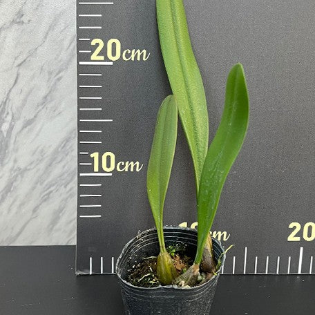 175705995691-Bulb.%20medusae%20%C3%97%20sib%20%E6%A4%8D%E6%A0%AA2.5''1.jpg