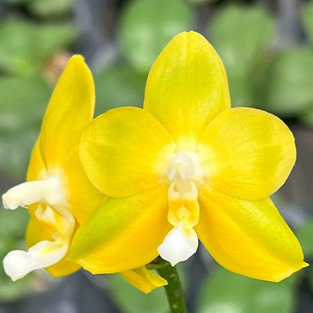 175706570828-Phal.%20Miki%20Deep%20Coffee%20Turtledove%20'Watermelon'%20%E8%8A%B13.jpg