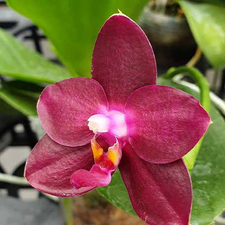 175732461658-Phal.%20Fusheng's%20Super%20Man%20%E8%8A%B12.jpg