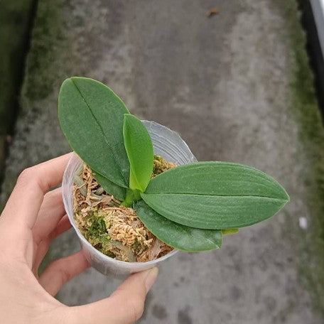 175741050042-Phal.%20equestris%20'Red'%20%E6%A4%8D%E6%A0%AA2.5''1.jpg