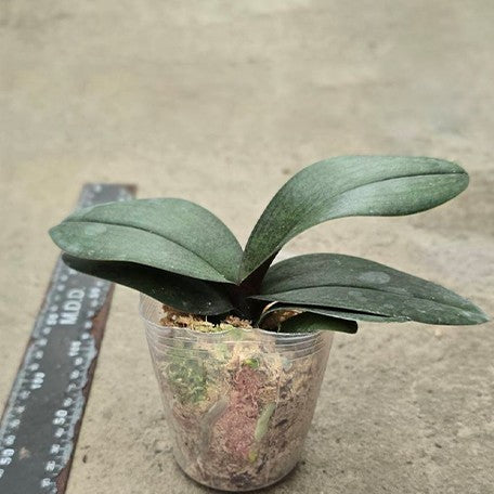 175741073717-Phal.%20Jiaho's%20Pink%20Girl-1%20%E6%A4%8D%E6%A0%AA2.5''1.jpg