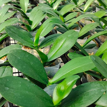 175741091072-Phal.%20Lucky%20Leopard%20'05206'%20(peloric)%20%E6%A4%8D%E6%A0%AA2.5''1.jpg