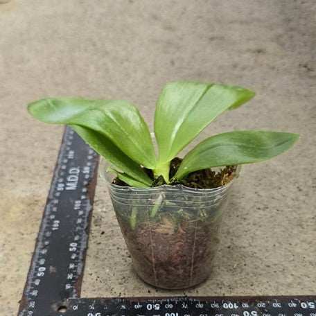 175741096670-Phal.%20Lyndon%20Mix%20Zebra%20'3138'%20%E6%A4%8D%E6%A0%AA2.5''1.jpg