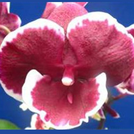175746934010-Phal.%20JIncheng%20Black%20Rose%20%E8%8A%B12.jpg