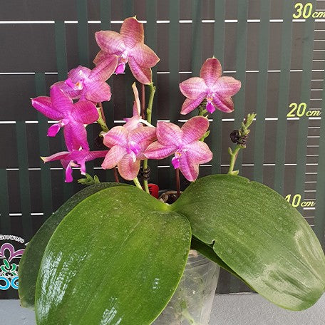 175748783118-Phal.%20Miki%20Sabina%20'803'%20%E8%8A%B14.jpg