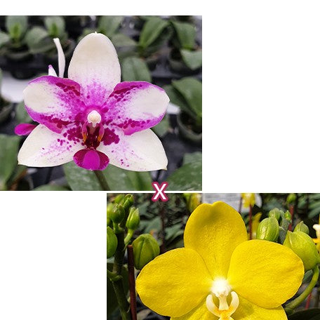 175755245587-Phal.%20Jia%20Ho%20Summer%20Love%20%C3%97%20I-Hsin%20Dorothy%20%E8%8A%B11.jpg
