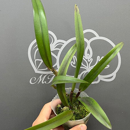 Rhynchobrassoleya TLDC Divine Phoenix 'Pterodactyl' SM/WOC 2.5
