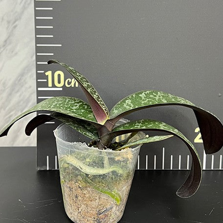 175757377814-Phal.%20schilleriana%20%C3%97%20sib%20%E6%A4%8D%E6%A0%AA2.5''2.jpg