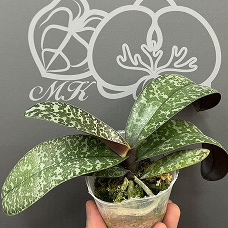 175757377838-Phal.%20schilleriana%20%C3%97%20sib%20%E6%A4%8D%E6%A0%AA2.5''1.jpg