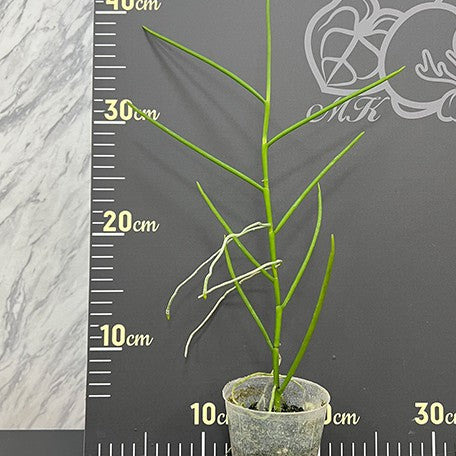 175757526276-Papilionanthe%20teres%20%C3%97%20sib%20%E6%A4%8D%E6%A0%AA2.5''1.jpg