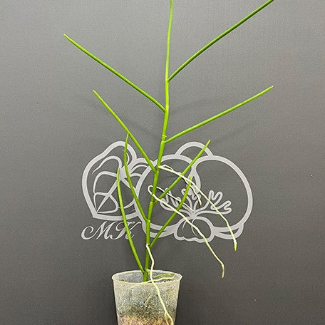 175757526299-Papilionanthe%20teres%20%C3%97%20sib%20%E6%A4%8D%E6%A0%AA2.5''2.jpg