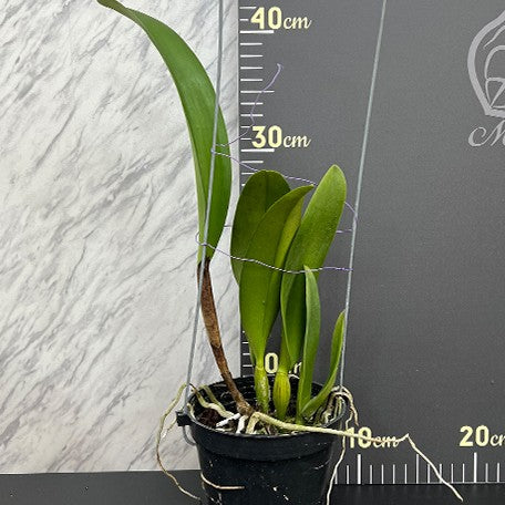 175757785657-Rlc.%20Shinfong%20Unique%20'Red%20Tian%20Mu'%20%E6%A4%8D%E6%A0%AA4''2.jpg
