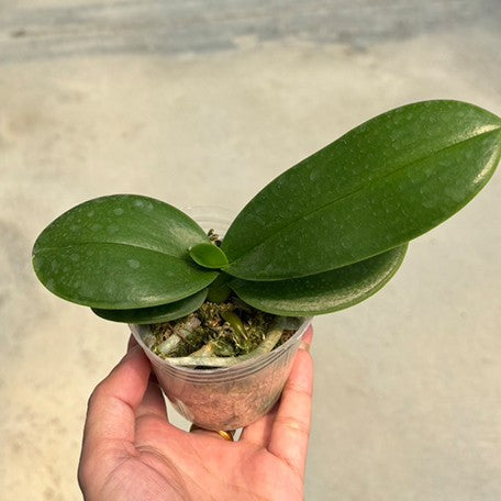 175757979368-Phal.%20amabilis%20'4N'%20%E6%A4%8D%E6%A0%AA2.5''1.jpg