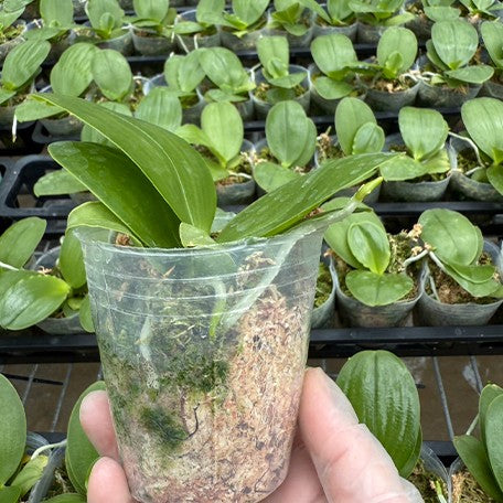 175764711264-Phal.%20Miki%20Sabina%20'803'%20%E6%A4%8D%E6%A0%AA2.5''1.jpg
