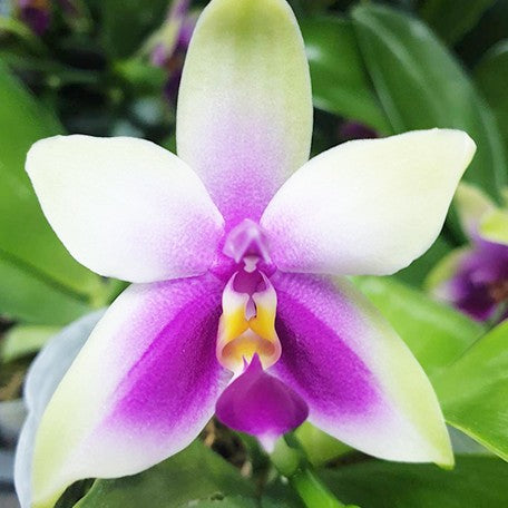 175765444233-Phal.%20bellina%20%C3%97%20sib%20%E8%8A%B15.jpg
