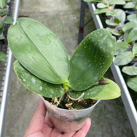 175765566056-Phal.%20Miki%20Mok%20Choi%20Bear%20Queen%20'Skirt'%20%E6%A4%8D%E6%A0%AA2.5''%201.jpg