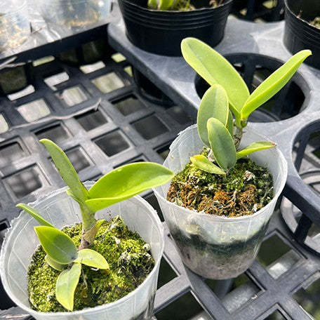 Rhyncholaeliocattleya Hawaiian Satisfaction 