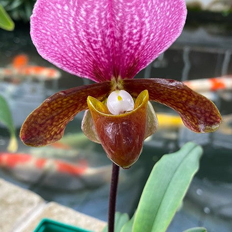 175766689833-Paph.%20charlesworthii%20%C3%97%20sib%20%E8%8A%B1%202.jpg