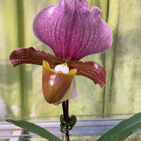 175766689855-Paph.%20charlesworthii%20%C3%97%20sib%20%E8%8A%B11.jpg