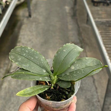 175798356550-Phal.%20deliciosa%20%C3%97%20sib%20%E6%A4%8D%E6%A0%AA2.5''1.jpg