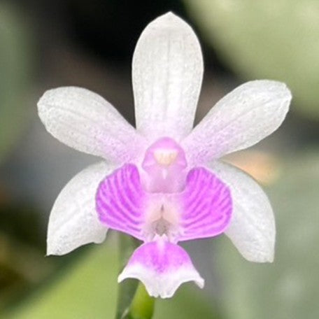 175798359032-Phal.%20deliciosa%20%C3%97%20sib%20%E8%8A%B15.jpg