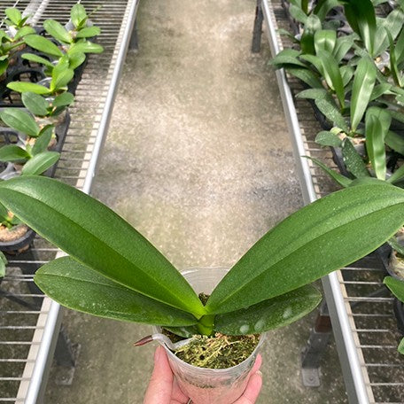 175798488454-Phal.%20Miki%20Classical%20Beauty%20'61'%20%E6%A4%8D%E6%A0%AA2.5''1.jpg