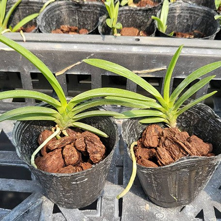 175800446913-Neofinetia%20falcata%20%C3%97%20sib%20%E6%A4%8D%E6%A0%AA1.7''1.jpg
