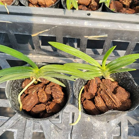 175800446972-Neofinetia%20falcata%20%C3%97%20sib%20%E6%A4%8D%E6%A0%AA1.7''2.jpg