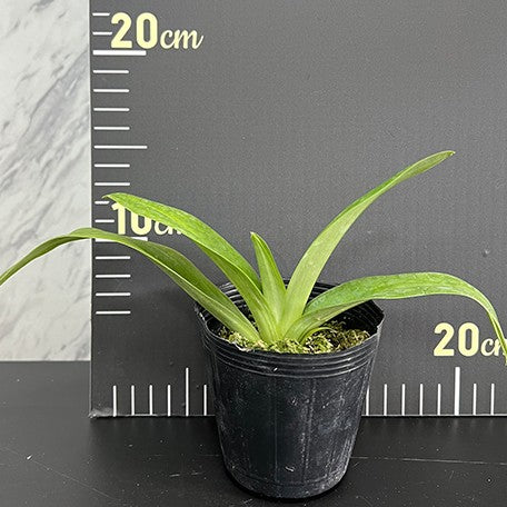 175800875132-Paph.%20Maudie%20x%20Ezan%20Jolly%20Roger%20%20%E6%AF%9B%E5%BC%9F%E4%BA%A4%E8%82%89%E9%A4%85%20%E6%A4%8D%E6%A0%AA2.5''%201.jpg