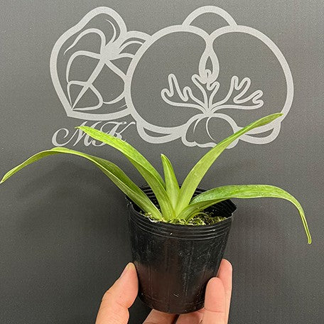 175800875197-Paph.%20Maudie%20x%20Ezan%20Jolly%20Roger%20%20%E6%AF%9B%E5%BC%9F%E4%BA%A4%E8%82%89%E9%A4%85%20%E6%A4%8D%E6%A0%AA2.5''%202.jpg