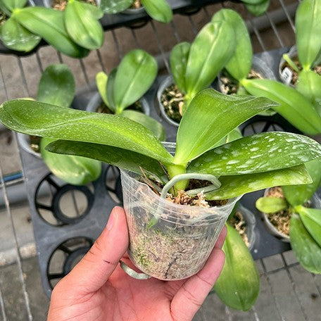 175807606287-Phal.%20Fusheng's%20Super%20Man%20%E6%A4%8D%E6%A0%AA2.5''1.jpg