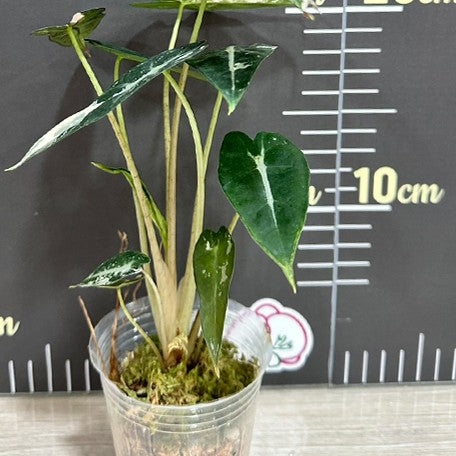 175852753991-Alocasia%20bambino%20variegated%20%E6%A4%8D%E6%A0%AA%202.5''%203.jpg