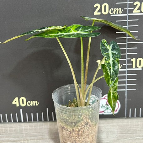 175852777465-Alocasia%20bambino%20variegated%20'Yellow'%20%E6%A4%8D%E6%A0%AA2.5''1.jpg