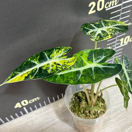 175852777465-Alocasia%20bambino%20variegated%20'Yellow'%20%E6%A4%8D%E6%A0%AA2.5''3.jpg