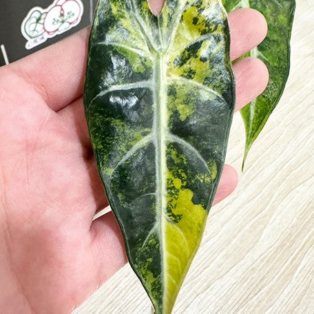 175852777470-Alocasia%20bambino%20variegated%20'Yellow'%20%E6%A4%8D%E6%A0%AA2.5''2.jpg