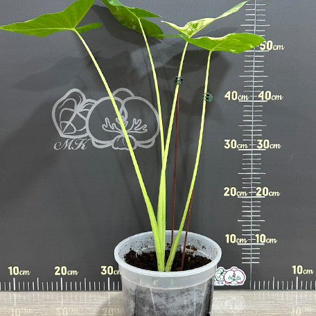 175852865060-Alocasia%20macrorrhiza%20'White%20Variegated'%20%E6%A4%8D%E6%A0%AA6''%202.jpg