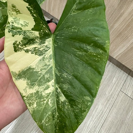 175852865065-Alocasia%20macrorrhiza%20'White%20Variegated'%20%E6%A4%8D%E6%A0%AA6''%204.jpg