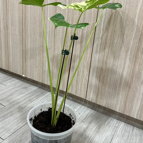 175852865066-Alocasia%20macrorrhiza%20'White%20Variegated'%20%E6%A4%8D%E6%A0%AA6''%205.jpg