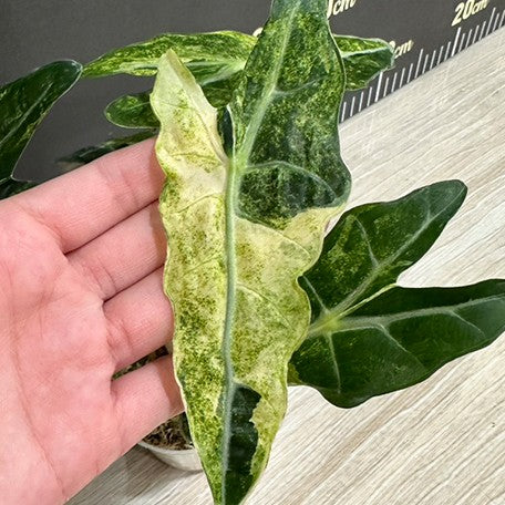 175852885861-Alocasia%20Amazonica%20Variegated%20%E2%80%98Yellow%E2%80%99%20%E9%BB%83%E6%96%91%E9%BB%91%E8%91%89%E8%A7%80%E9%9F%B3%E8%93%AE%20%E6%A4%8D%E6%A0%AA2.5''2.jpg