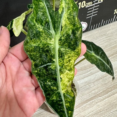175852885867-Alocasia%20Amazonica%20Variegated%20%E2%80%98Yellow%E2%80%99%20%E9%BB%83%E6%96%91%E9%BB%91%E8%91%89%E8%A7%80%E9%9F%B3%E8%93%AE%20%E6%A4%8D%E6%A0%AA2.5''3.jpg