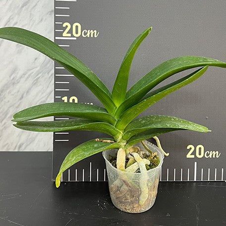 175867888912-Rhy.%20gigantea%20var.%20orange%20%C3%97%20sib%20%E6%A4%8D%E6%A0%AA2.5''2.jpg