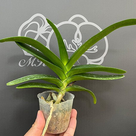 175867888983-Rhy.%20gigantea%20var.%20orange%20%C3%97%20sib%20%E6%A4%8D%E6%A0%AA2.5''1.jpg