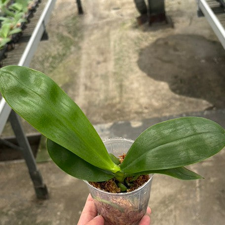 175869414833-Phal.%20Lyndon%20Mix%20Zebra%20'821'%20%E6%A4%8D%E6%A0%AA2.5''.jpg