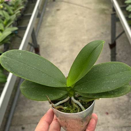175875960215-Phal.%20Fortune%20Saltzman%20(variation)%20%E6%A4%8D%E6%A0%AA2.5''1.jpg