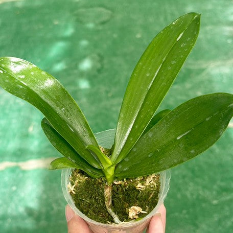 175876676045-Phal.%20Lovely%20Marie%20%C3%97%20sib%20%E6%A4%8D%E6%A0%AA2.5''1.jpg