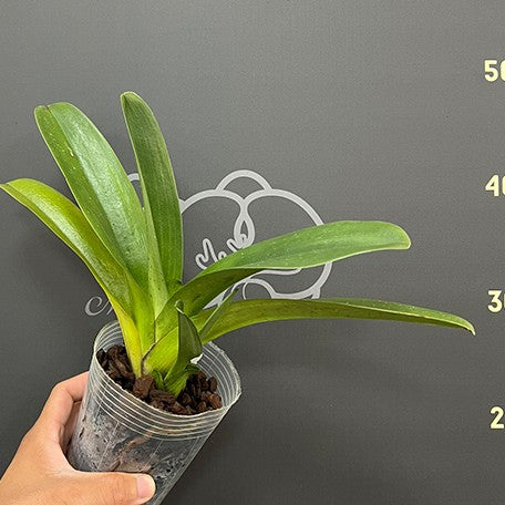 175878846526-Paph.%20Complex%20type%20'Red'%20%C3%97%20sib%203.5''%E6%A4%8D%E6%A0%AA2.jpg