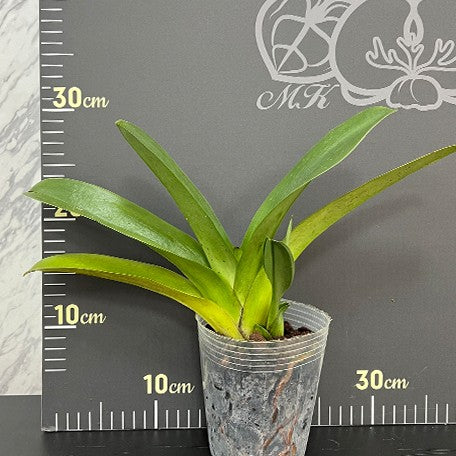 175878846565-Paph.%20Complex%20type%20'Red'%20%C3%97%20sib%203.5''%E6%A4%8D%E6%A0%AA1.jpg