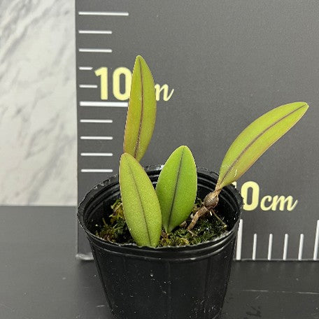 175884882648-Cirr.%20nutans%20(Bulb.%20othonis)%20%C3%97%20sib%202.5''%E6%A4%8D%E6%A0%AA2.jpg